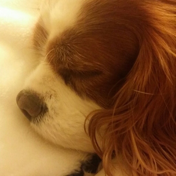 Meet The Posher !! 🌸🎀💍 - Picture 5 of 16